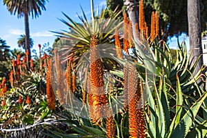 Blooming Aloe Spikes