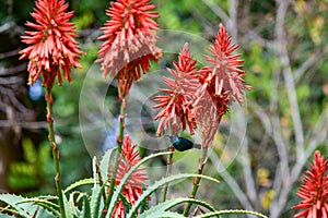 Blooming aloe vera with a Palestinian nectary