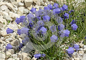 Blooming alpian bellflower or campanula morettiana. Flowering campanula di moretti or  moretti glockenblume in Dolomites. Italy