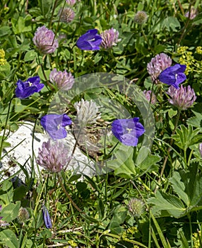 Blooming alpian bellflower or campanula morettiana. Flowering campanula di moretti or  moretti glockenblume in Dolomites. Italy