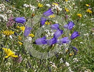 Blooming alpian bellflower or campanula morettiana. Flowering campanula di moretti or  moretti glockenblume in Dolomites. Italy