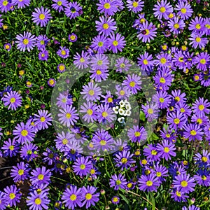 Blooming Alpine asters - Aster Alpinus