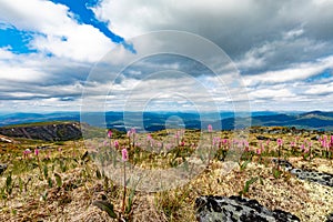 Blooming Alpine Bistort Keno Hill landscape Yukon