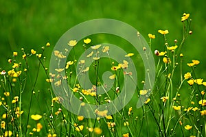 Blooming alpine flowers