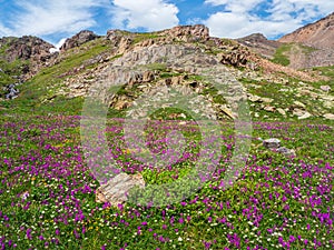 Blooming Alpine meadow. Alpine green summer meadow with blooming purple flowers. Alpine highlands. Blooming meadow of the