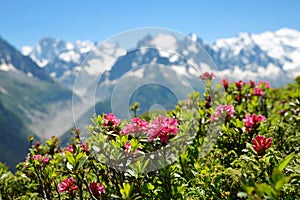 Blooming Alpine Rose Rhododendron ferrugineum in the nature reserve Aiguilles Rouges,France.