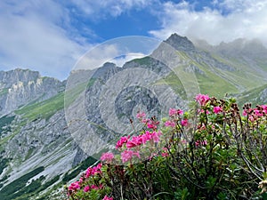 Blooming alpine roses in Raetikon mountains, close to Zimba. Vorarlberg, Austria. photo