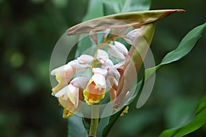 The blooming Alpinia hainanensis flower