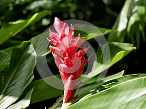 blooming alpinia purpurata , red ginger flowers