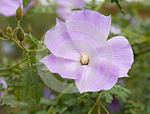 Blooming Alyogyne huegelii