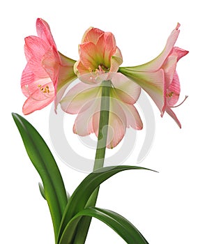 Blooming amaryllis