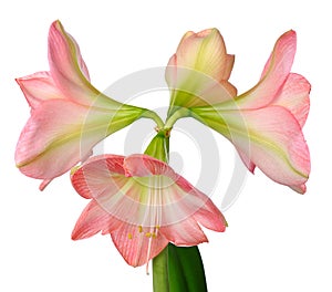 Blooming amaryllis