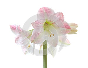 Blooming amaryllis