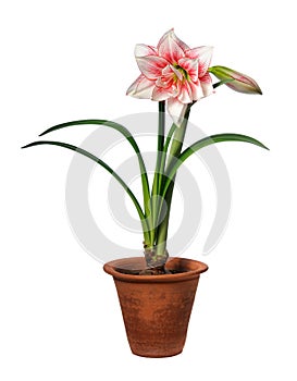 Blooming amaryllis