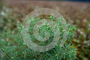 Blooming Ambrosia artemisiifolia is a dangerous allergenic plants. weed bushes pollen causes allergies. seasonal flowering of