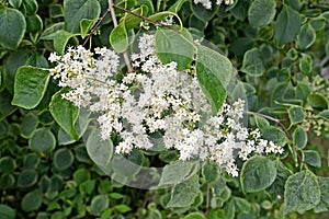 Blooming Amur lilac Syringa amurensis Rupr