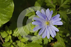 Blooming Anemone Blanda in a garden