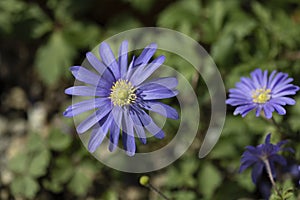 Blooming Anemone Blanda in a garden