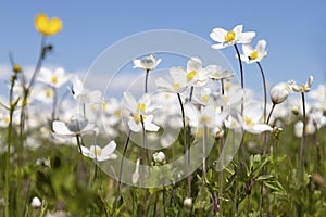 Blooming anemone field, Tunkin valley, Buryatia