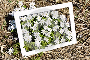 Blooming Anemone Meadow-rue flowers in frame.