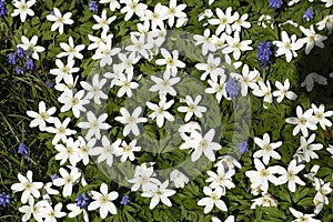 Blooming Anemone nemorosa in a garden