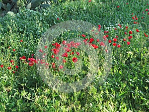 Blooming anemones field