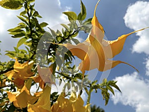 Blooming Angel\'s trumpets (lat.- Brugmansia