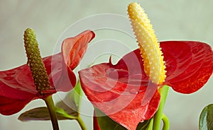 Blooming Anthurium andraeanum or flamingo lily plant close-up. Red petals with yellow pistil in the center and green leaves. The