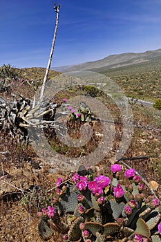 Blooming in anza Borrego desert