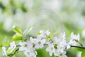 Floreciente manzana un árbol 