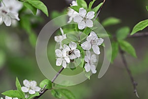 Blühen apfel ein Baum 