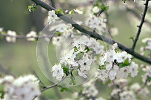 Fioritura mela un albero 