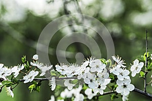 Blooming appla tree