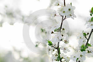 Fioritura mela un albero 