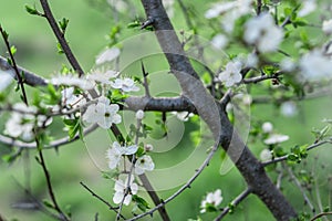 Blooming appla tree