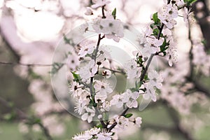 Floreciente manzana un árbol 