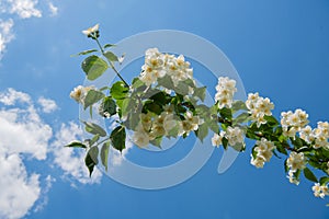 Blooming apple blossom against the blue sky