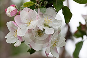 Blooming apple blossom. Garden apple tree