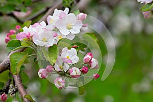 Blooming apple blossom. Garden apple tree