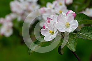 Blooming apple blossom. Garden apple tree