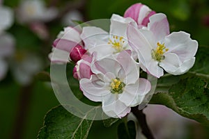 Blooming apple blossom. Garden apple tree