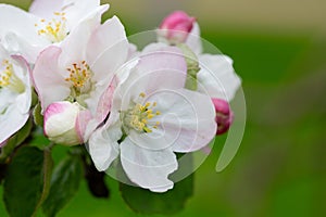 Blooming apple blossom. Garden apple tree