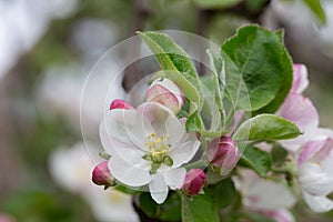 Blooming apple blossom. Garden apple tree