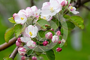 Blooming apple blossom. Garden apple tree