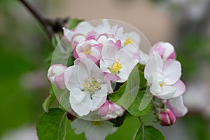 Blooming apple blossom. Garden apple tree