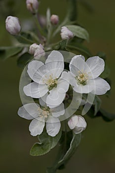 Blooming Apple branch on a blurred background of dark greenish shades. Open flowers and buds. Natural light