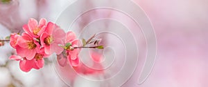 Blooming apple branch on blurred pink background, spring flowers background with copy space for message. Greeting card for
