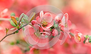 Blooming apple branch on blurred pink background, spring flowers background with copy space for message. Greeting card for
