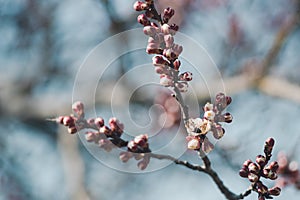 Blooming Apple branch. Small pink flowers on a tree branch in the garden.