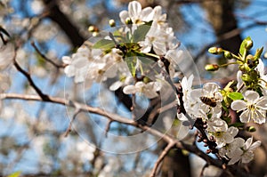 Blooming apple flowers with bee.